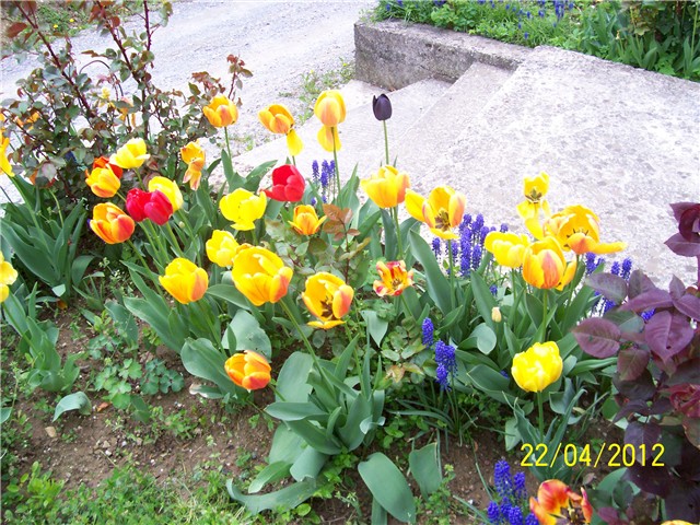 Tulipani